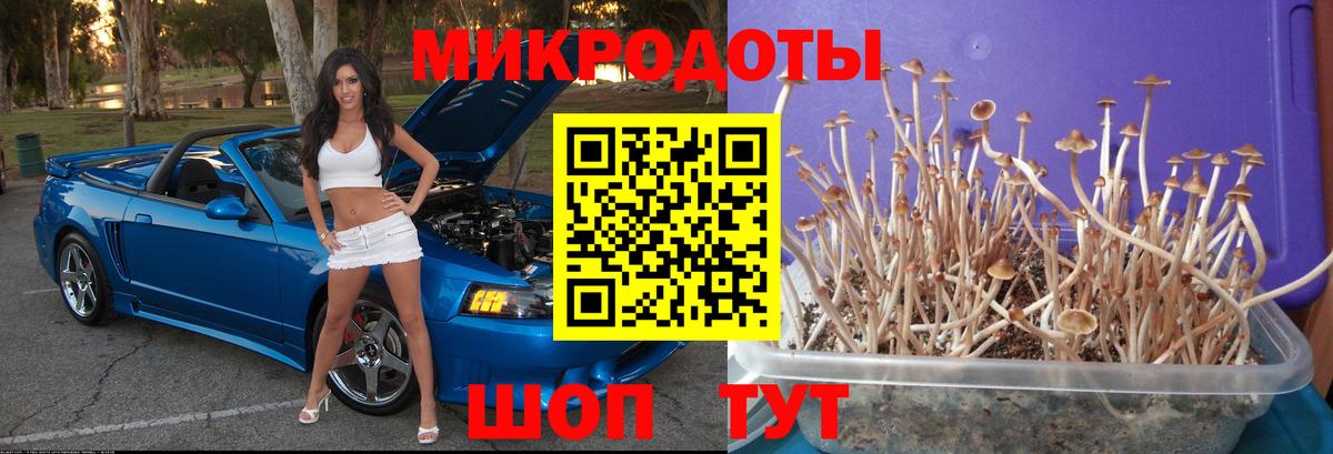 Псилоцибиновые грибы Psilocybe  Вход с VPN  Клинцы 